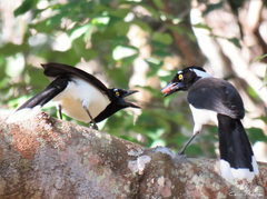 Cyanocorax cyanopogon