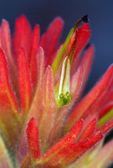 Castilleja peirsonii