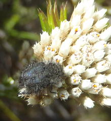 Peritrichia cinerea