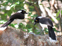 Cyanocorax cyanopogon