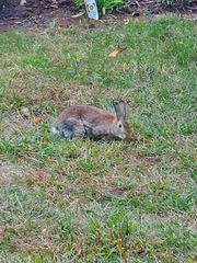 Sylvilagus transitionalis