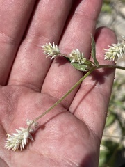 Gomphrena sonorae