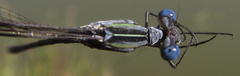 Lestes plagiatus