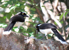 Cyanocorax cyanopogon