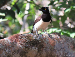 Cyanocorax cyanopogon