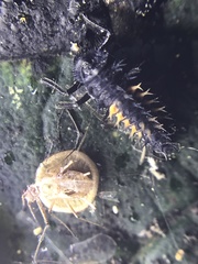 Dyscritulus
