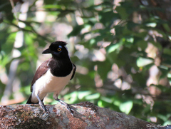 Cyanocorax cyanopogon