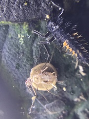 Dyscritulus
