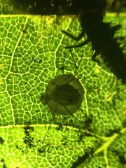 Dyscritulus