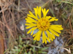 Helenium pinnatifidum