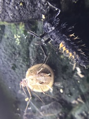 Dyscritulus