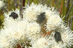 Peritrichia cinerea