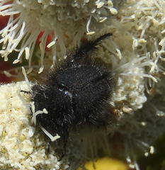 Peritrichia cinerea