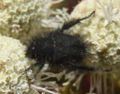 Peritrichia cinerea