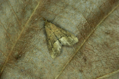Schrankia taenialis