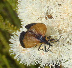 Lycus palliatus