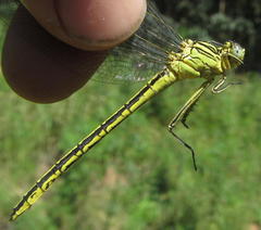 Notogomphus praetorius
