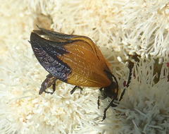 Lycus palliatus