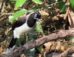 Cyanocorax cyanopogon