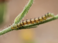 Lepidoptera