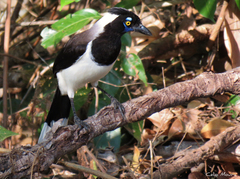 Cyanocorax cyanopogon
