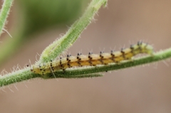 Lepidoptera