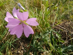 Malva moschata