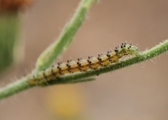 Lepidoptera