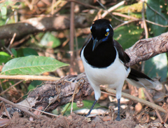 Cyanocorax cyanopogon