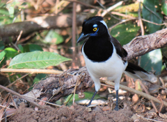 Cyanocorax cyanopogon
