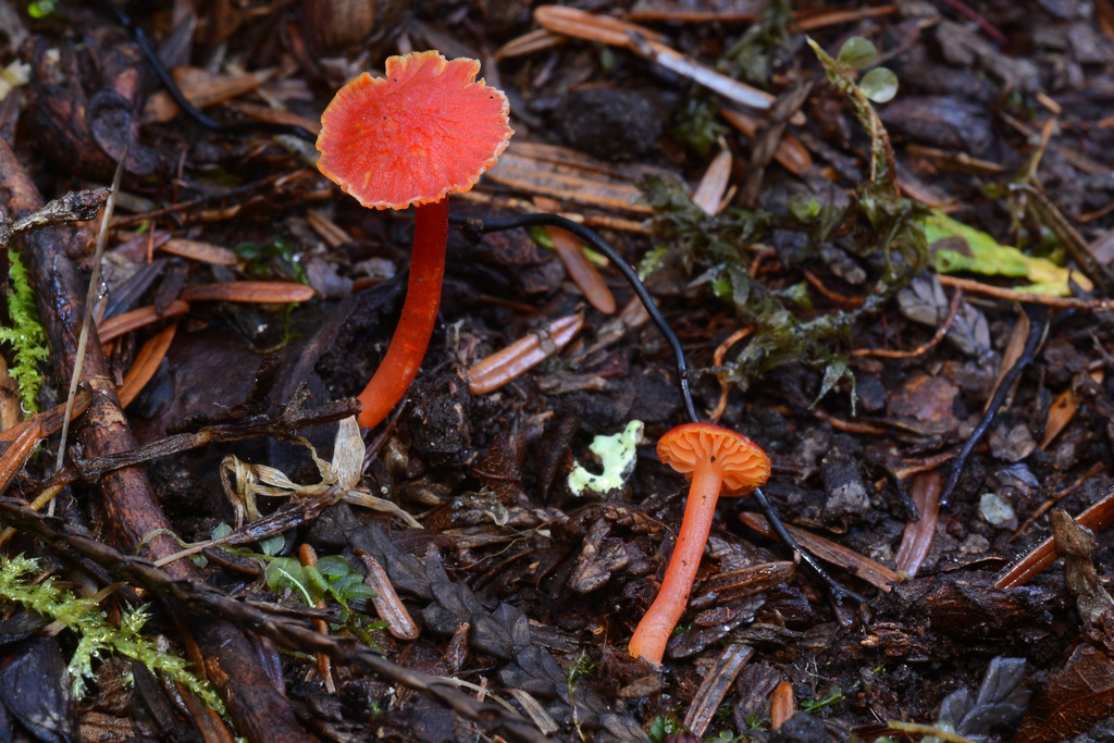 shadowed waxcap from Whatcom County, WA, USA on September 24, 2021 at ...