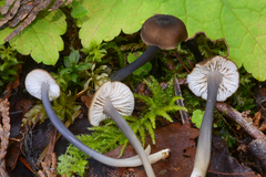 Entoloma gracilipes