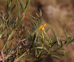 Osteospermum aciphyllum