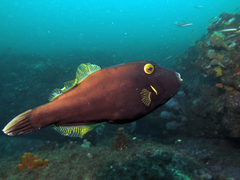 Eubalichthys bucephalus