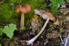 Entoloma formosum