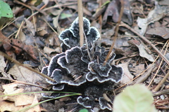 Thelephora cuticularis