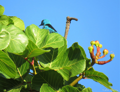 Dacnis cayana