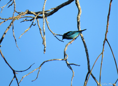 Dacnis cayana