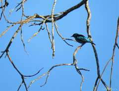 Dacnis cayana