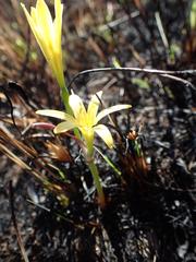 Cyrtanthus breviflorus