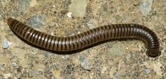 Ommatoiulus inconspicuus