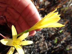 Cyrtanthus breviflorus