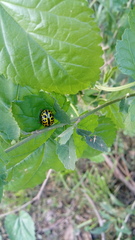 Calligrapha polyspila