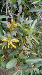 Cestrum parqui