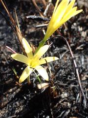 Cyrtanthus breviflorus