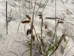 Carex pseudocyperus
