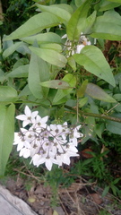 Solanum laxum