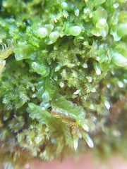 Liochlaena lanceolata