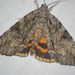 Oldwife Underwing - Photo (c) Kent Miller, some rights reserved (CC BY-ND), uploaded by Kent Miller