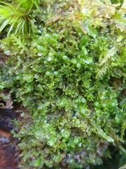 Liochlaena lanceolata